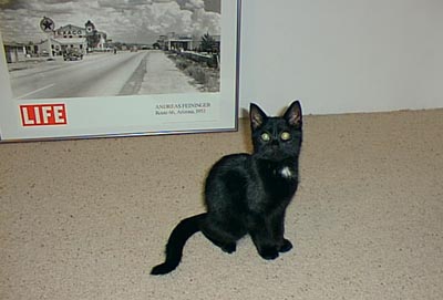 Tetze