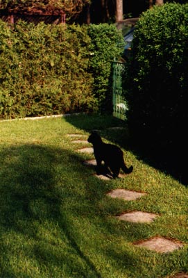 Tetze